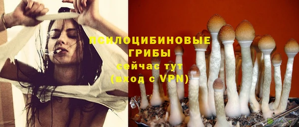 индика Пересвет